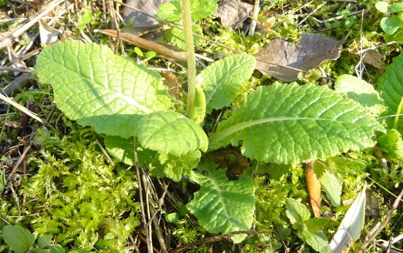 cultivar di P. vulgaris, Primula vulgaris e Primula veris